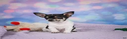 Chihuahua dogs for sale: OTIS - Ad 8