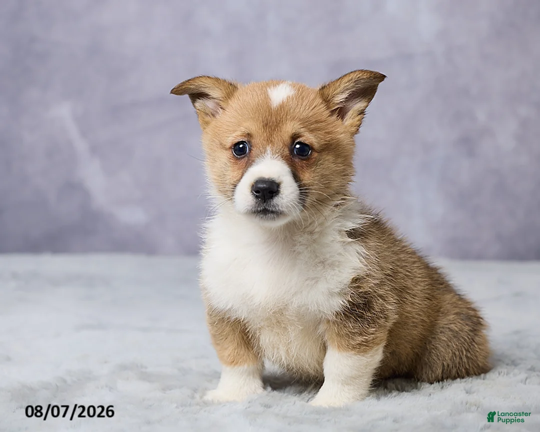 Welsh Corgi Pembroke dogs for sale: Axel - Ad 2