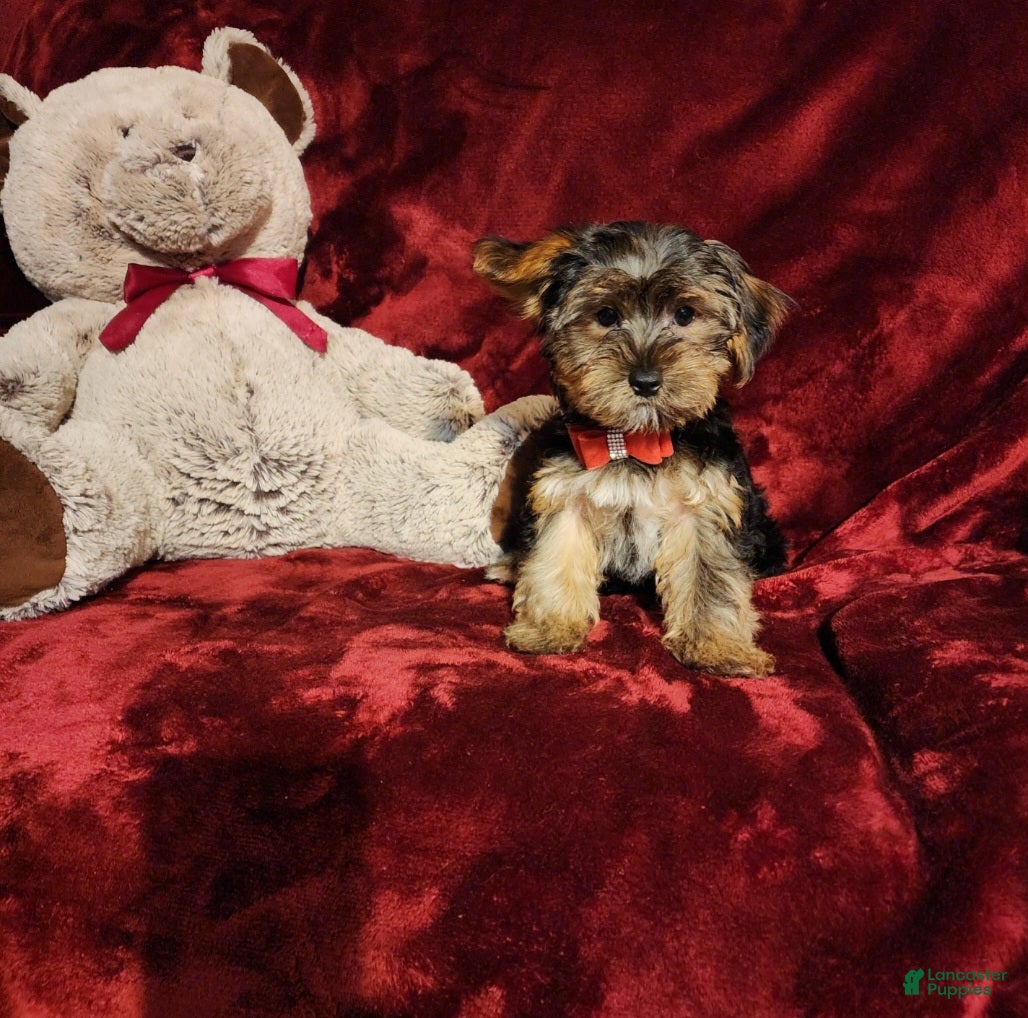 Yorkshire Terrier dogs BEAR BEAR  - Ad 24