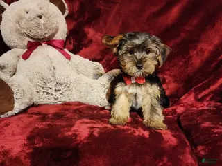 Yorkshire Terrier dogs BEAR BEAR - Ad 12