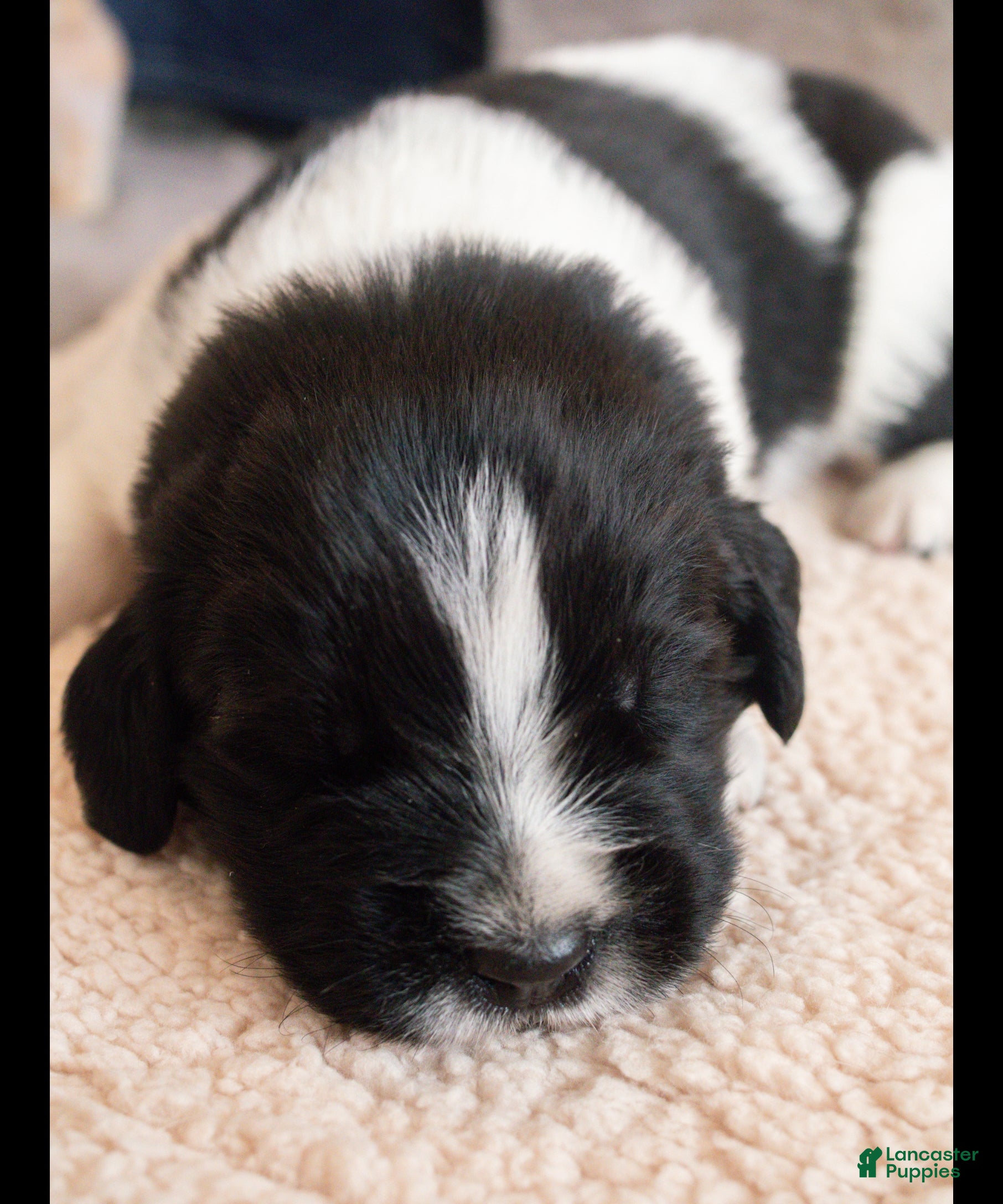 Newfoundland dogs for sale: Ford (green collar) - Ad 1