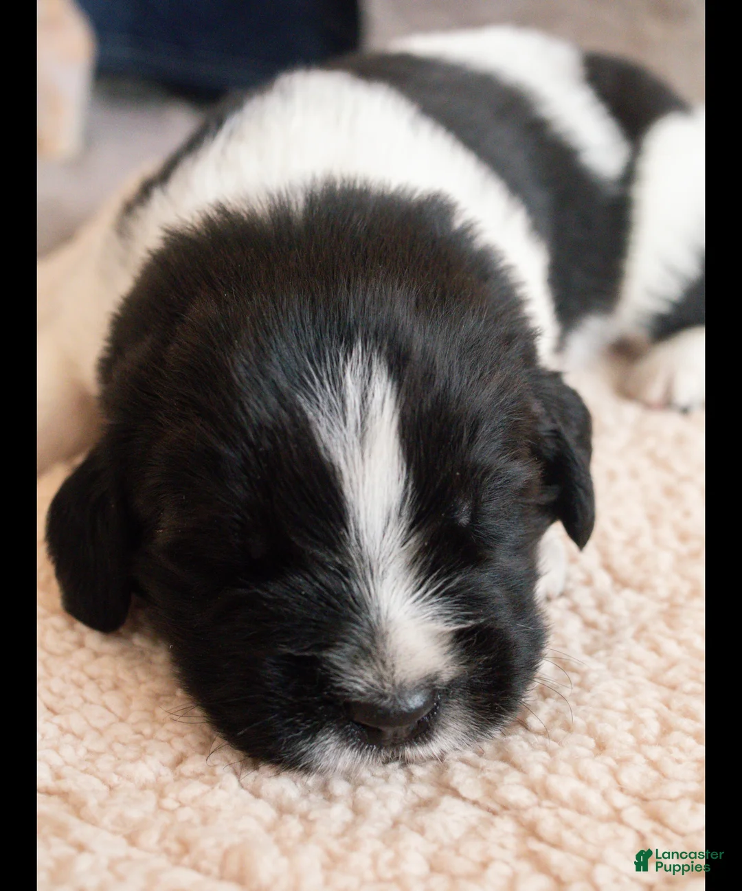 Newfoundland dogs for sale: Ford (green collar) - Ad 1