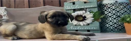 Mixed Breed dogs for sale: Mixed Breed 2 - Ad 5