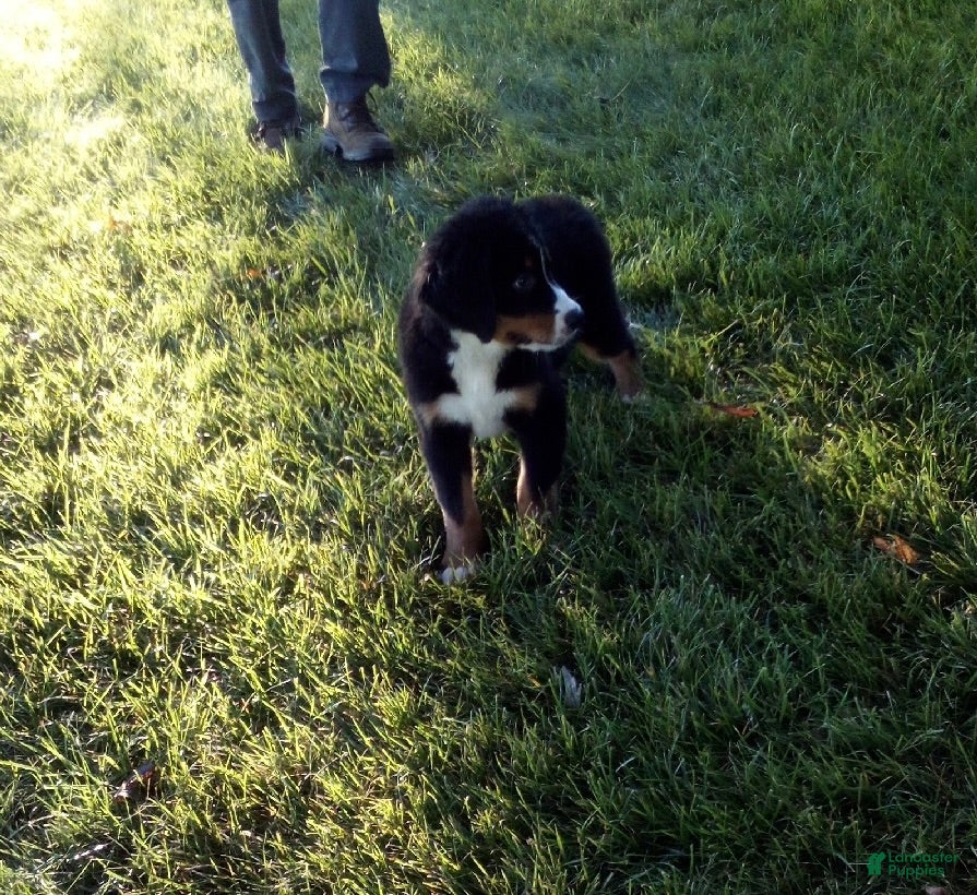 Bernese Mountain Dog dogs Charlie - Ad 2