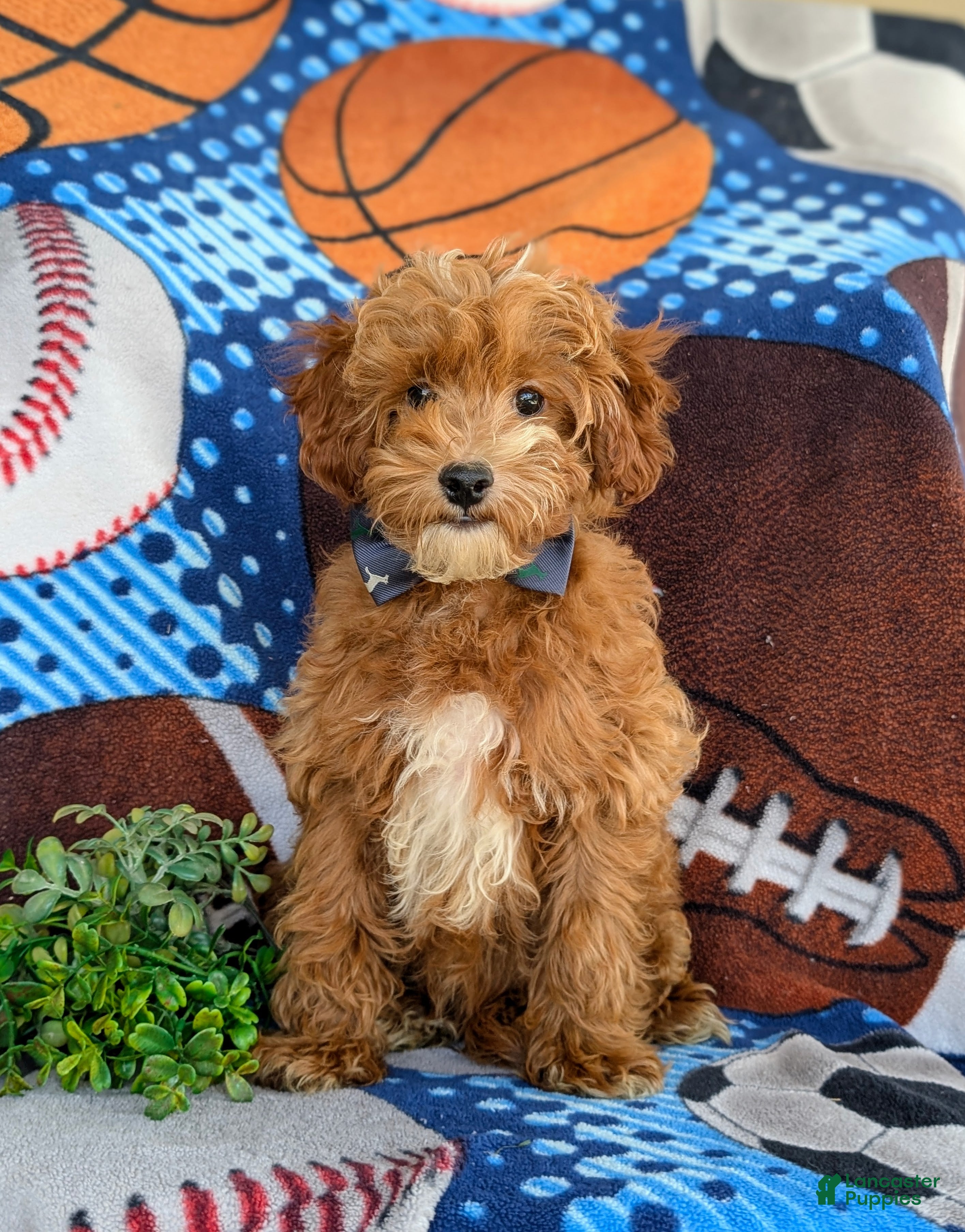 Cockapoo dogs Braedon Hypoallergenic - Ad 2