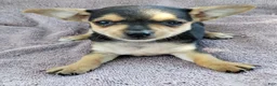 Mixed Breed dogs for sale: Boy - Ad 4