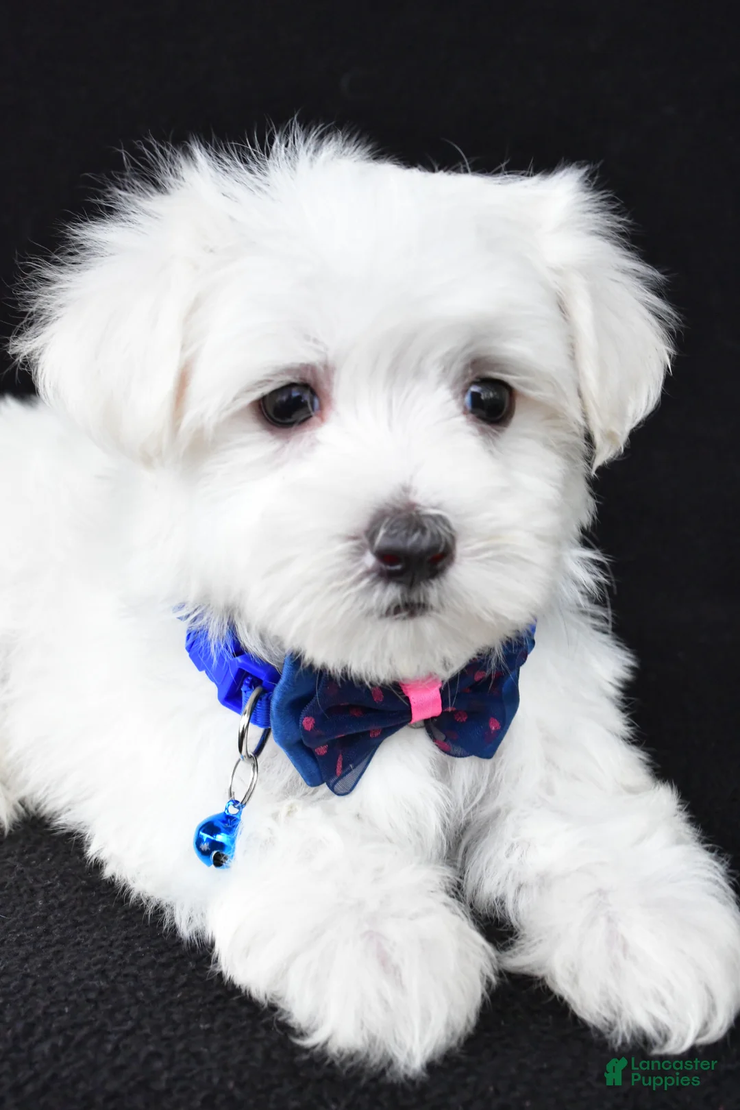 Maltese dogs for sale: Toby - Ad 1