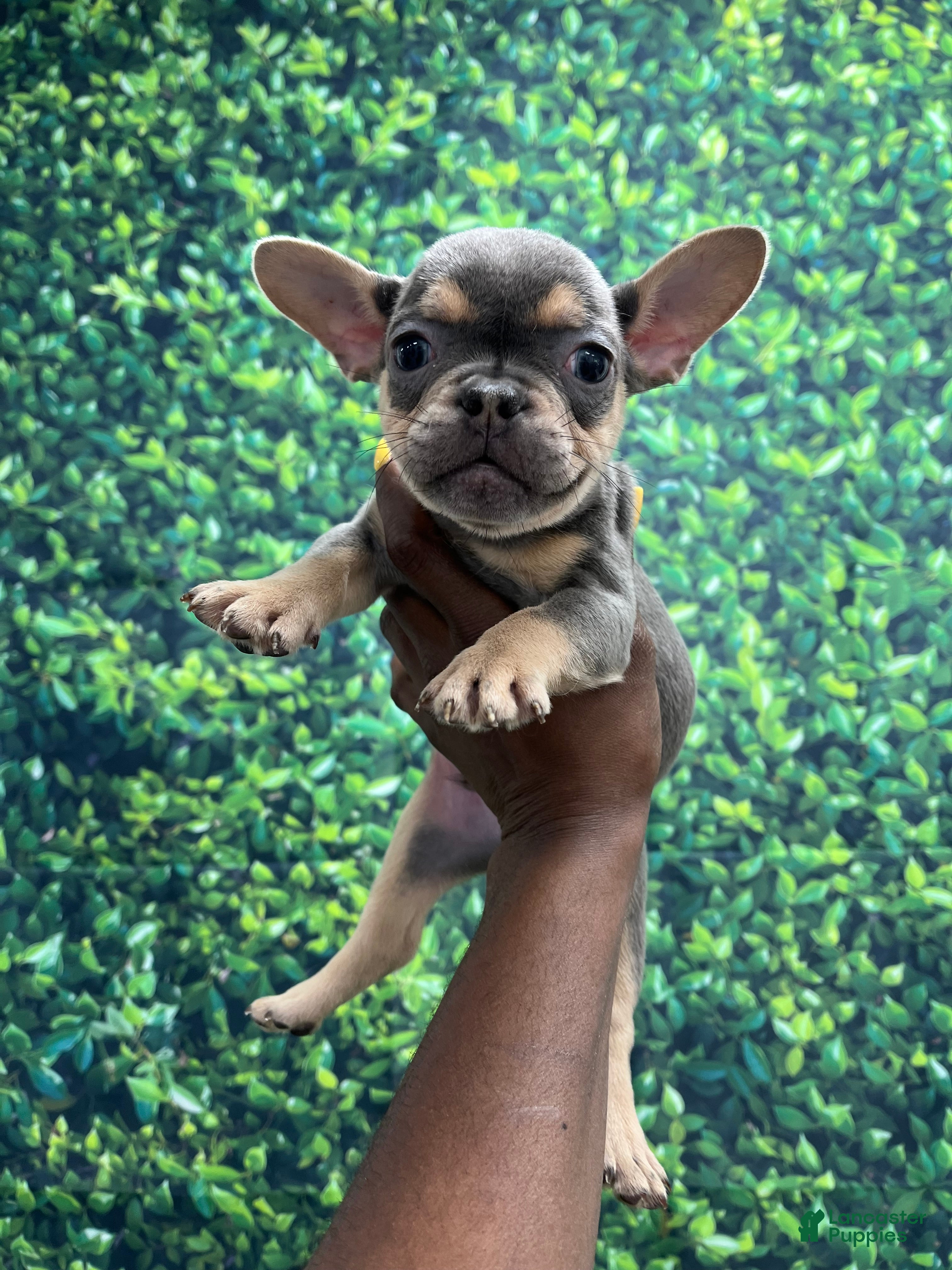 French Bulldog dogs for sale: French Bulldog Puppy 1 - Ad 1