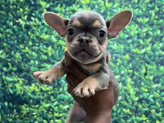 French Bulldog dogs for sale: French Bulldog Puppy 1 - Ad 1