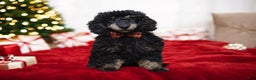 Toy Poodle dogs for sale: Jett - Ad 1