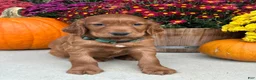 Irish Setter dogs for sale: Garrett - Ad 10