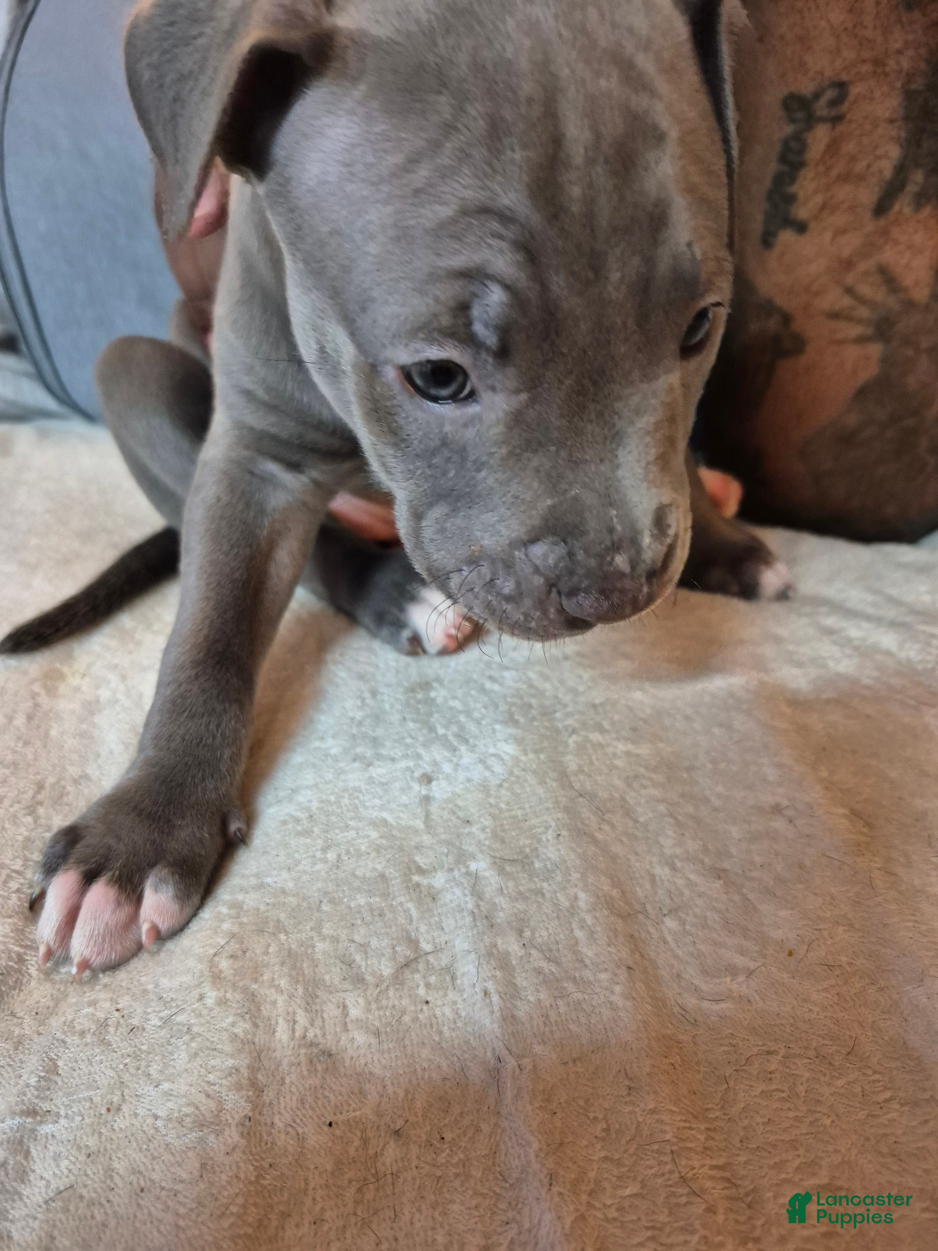 American Staffordshire Terrier dogs American Pit Bull Terrier Puppy 6 - Ad 2