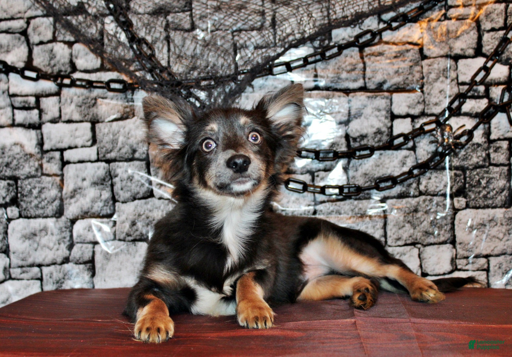 Chihuahua dogs for sale: Blue - Ad 5