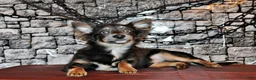Chihuahua dogs for sale: Blue - Ad 1