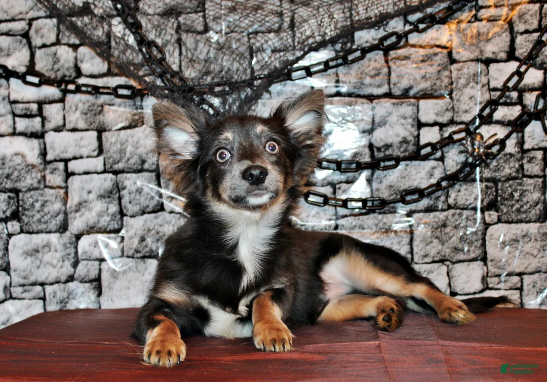 Chihuahua dogs for sale: Blue - Ad 1