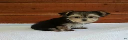Morkie dogs for sale: Ace - Ad 4