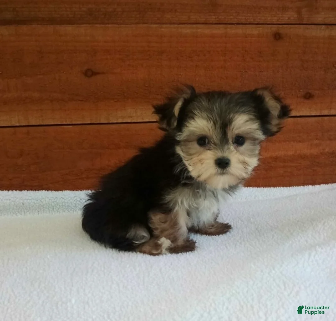 Morkie dogs for sale: Ace - Ad 4