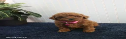 Toy Poodle dogs for sale: Tina - Ad 4