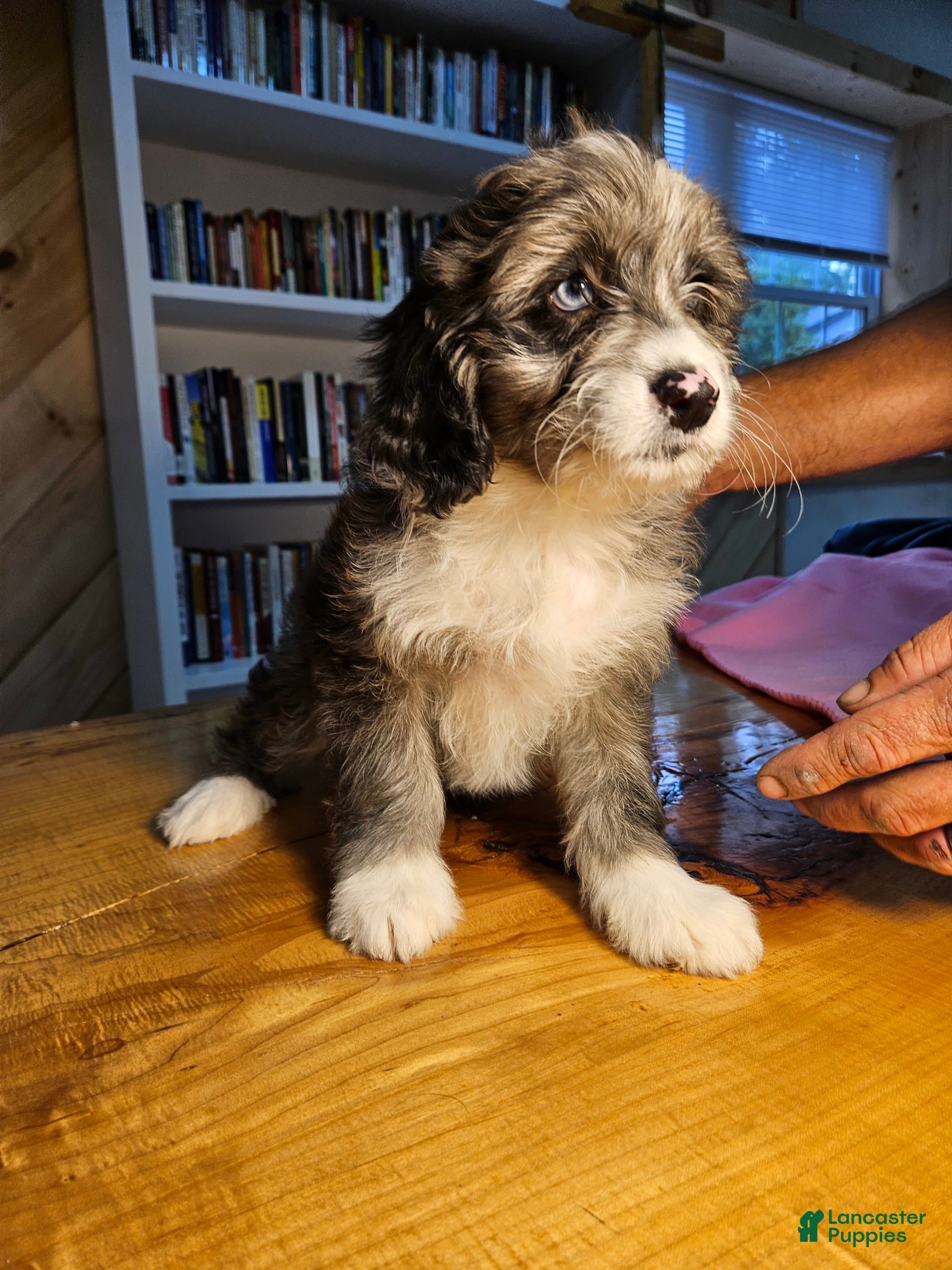 Mixed Breed dogs Cloud - Ad 2