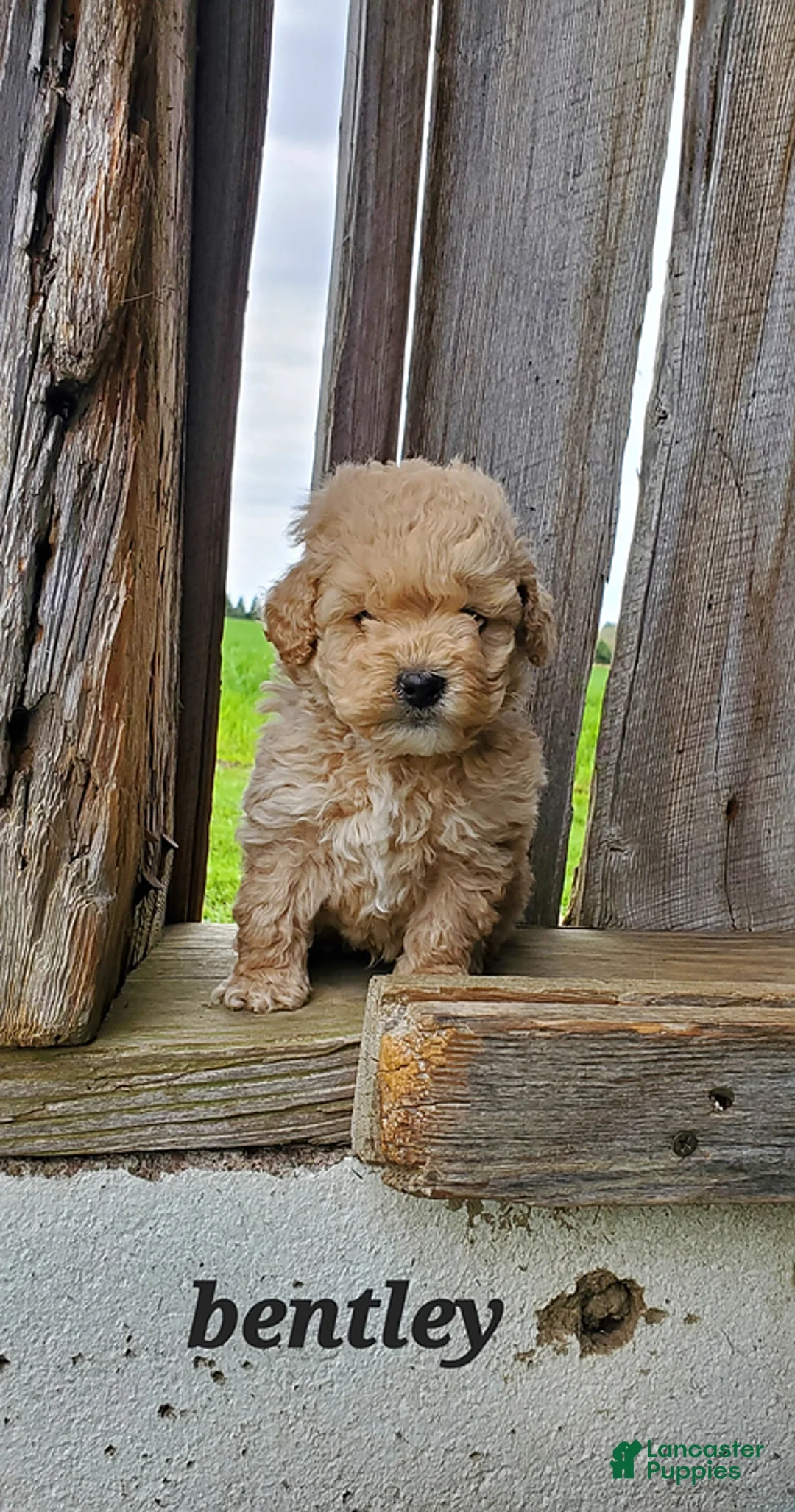 Toy Poodle dogs for sale: Bentley - Ad 1
