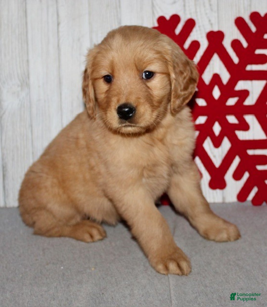 Golden Retriever dogs for sale: Pearl - Ad 3