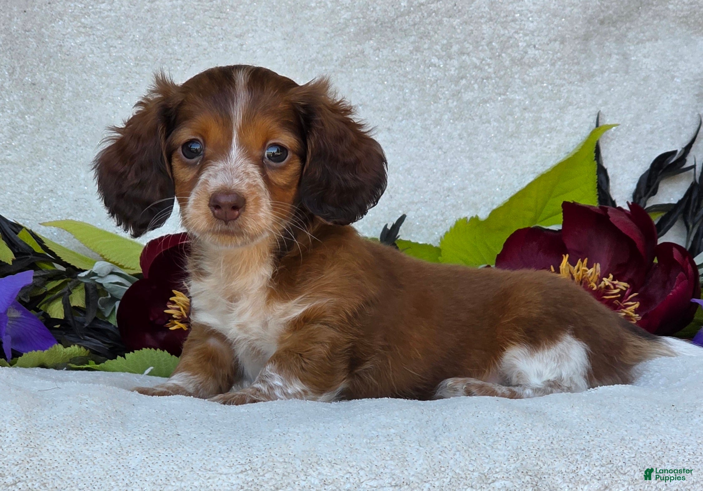 Miniature Dachshund dogs Lacey - Ad 1