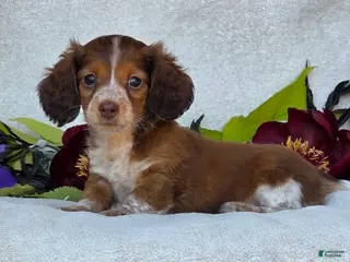 Miniature Dachshund dogs for sale: Lacey - Ad 3