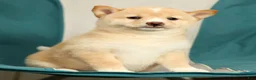 Shiba Inu dogs for sale: Kerry - Ad 6