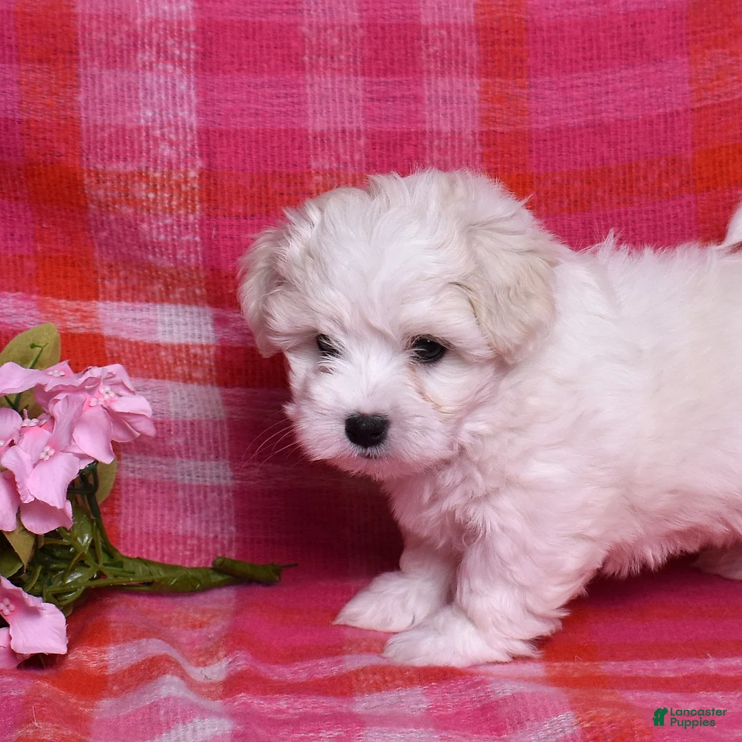 Coton De Tulear dogs for sale: Peppermint  - Ad 4