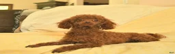 Toy Poodle dogs for sale: Regina - Ad 6