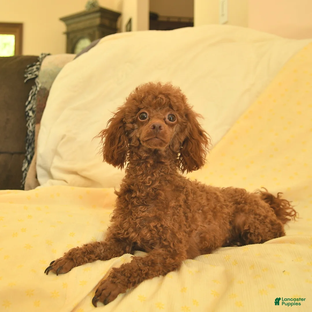 Toy Poodle dogs for sale: Regina - Ad 6