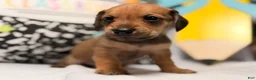 Mixed Breed dogs for sale: Barkley  - Ad 1