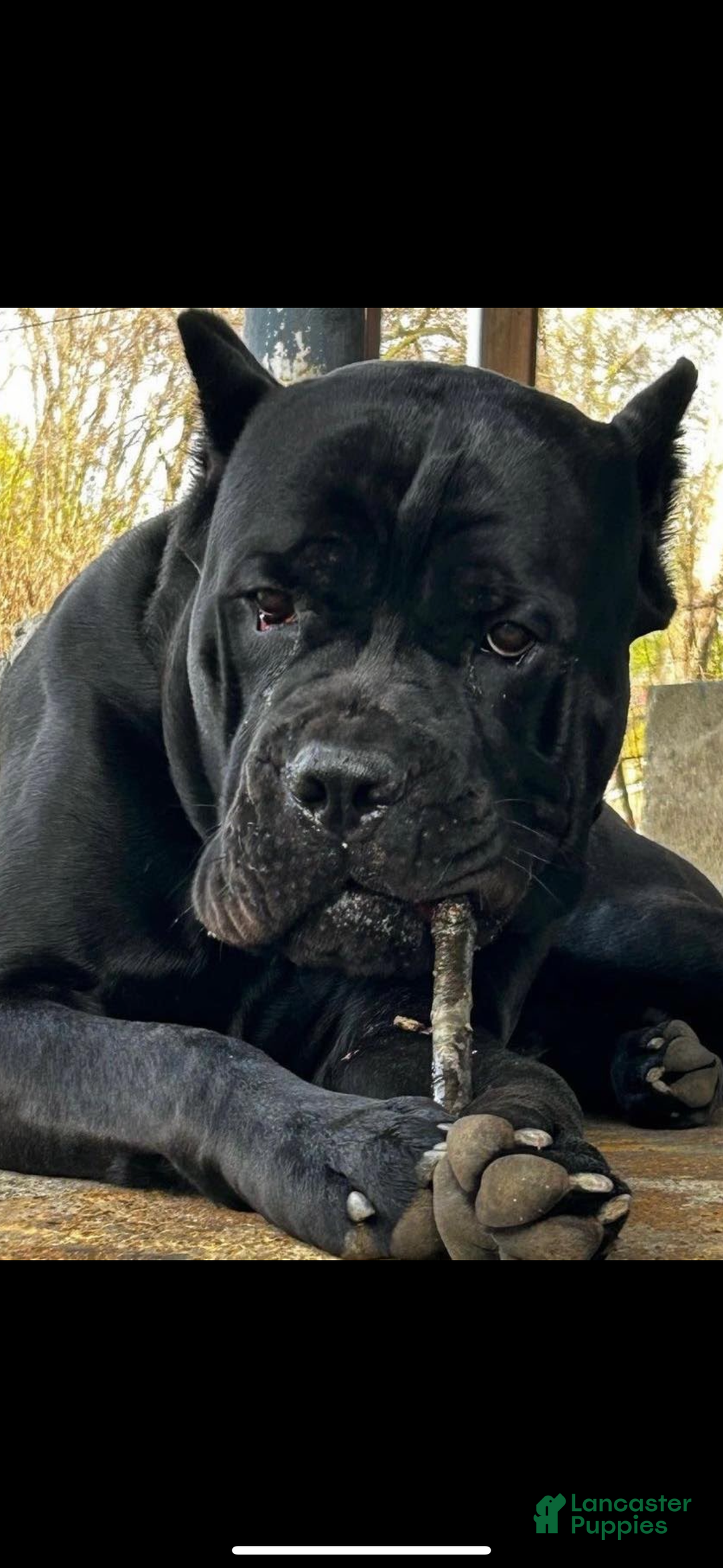 Cane Corso dogs for sale: Cane Corso Puppy 1 - Ad 4