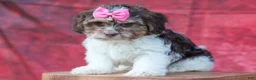 Teddy Bear dogs for sale:  Olive 🎀 - Ad 3