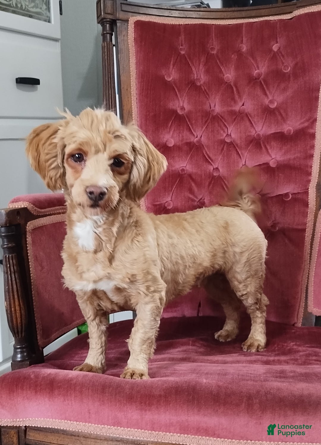 Havanese dogs for sale: Holly - Ad 6