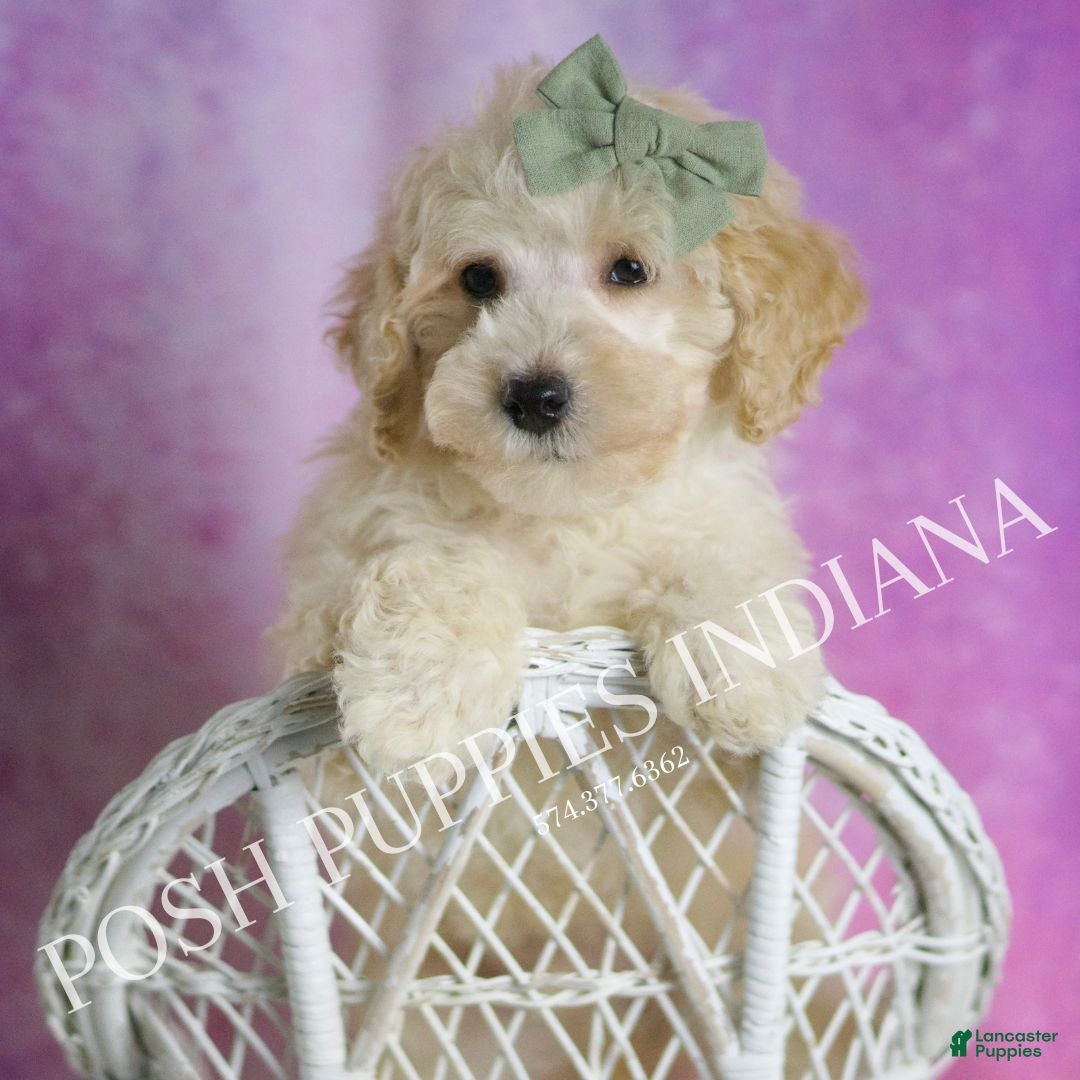 Maltipoo dogs Gumdrop - Ad 11