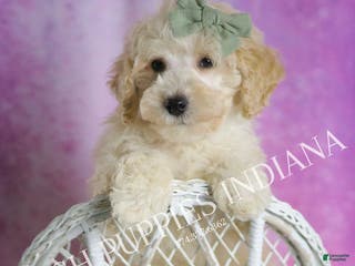 Maltipoo dogs Gumdrop - Ad 42