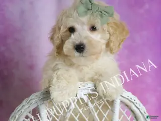 Maltipoo dogs Gumdrop - Ad 30