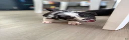 Australian Shepherd dogs for sale: Artemis  - Ad 6