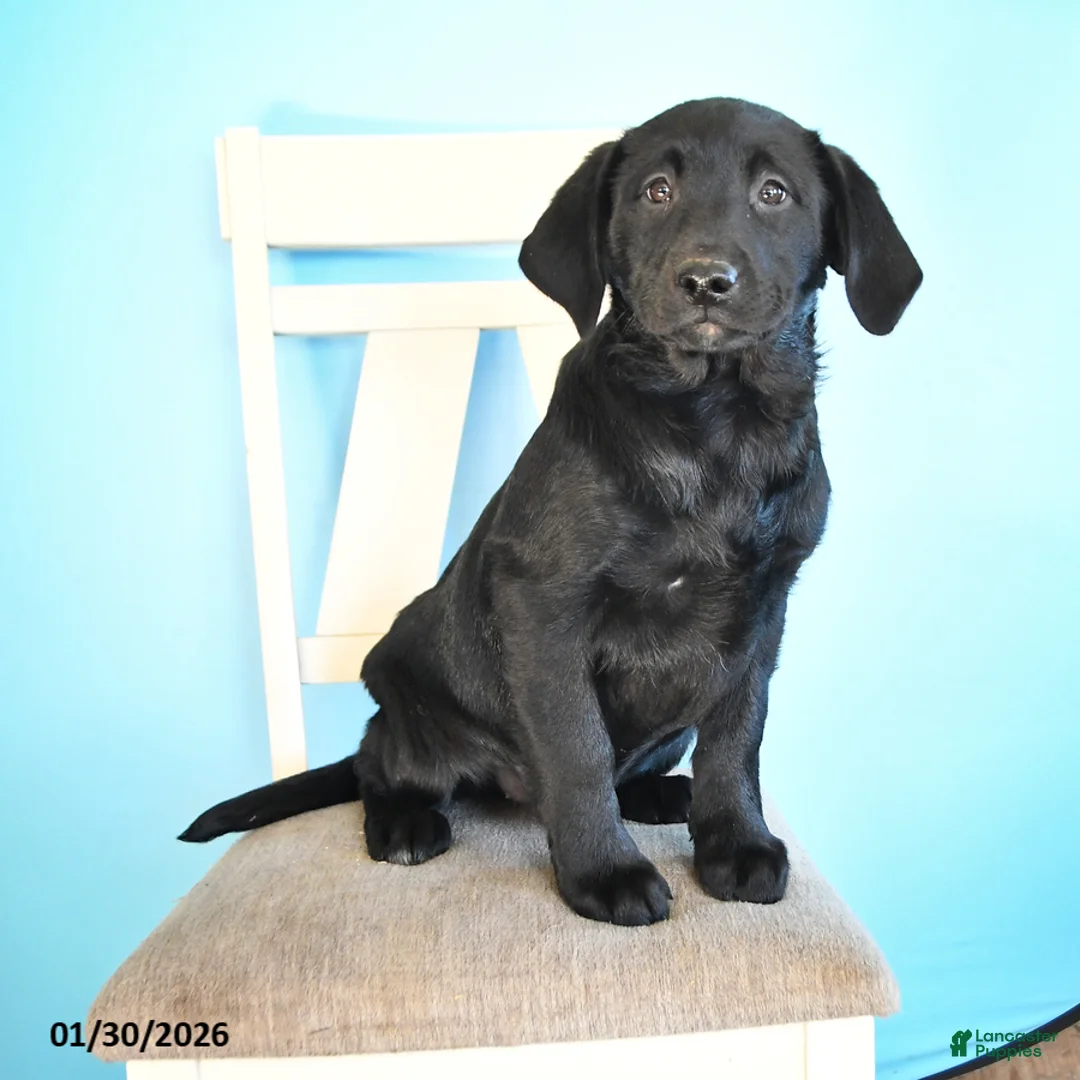 Labrador Retriever dogs for sale: Pudgy - Ad 2