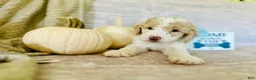 Goldendoodle dogs for sale: Jade 🩵 - Ad 6