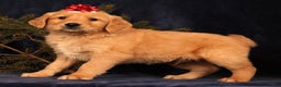 Golden Retriever dogs for sale: Duke - Ad 2