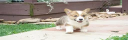 Welsh Corgi Pembroke dogs for sale: Berry - Ad 4