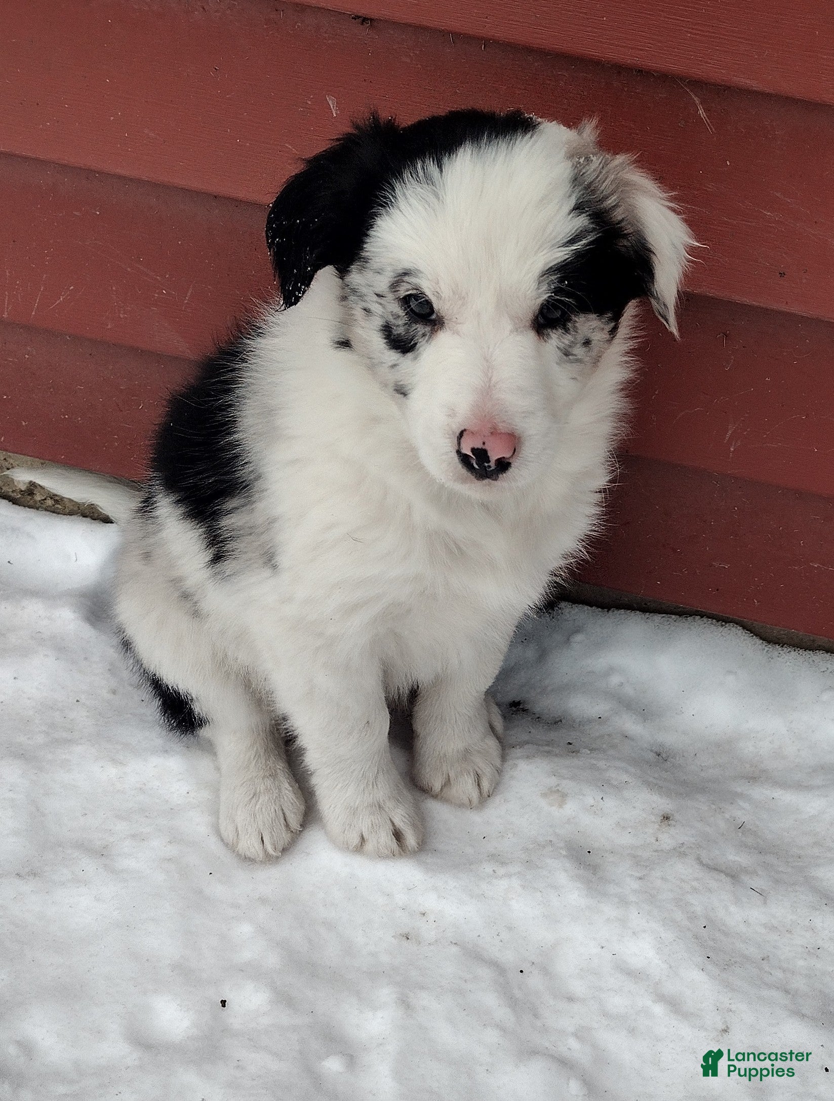 Border Collie dogs Jasper - Ad 33