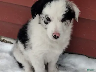 Border Collie dogs Jasper - Ad 33