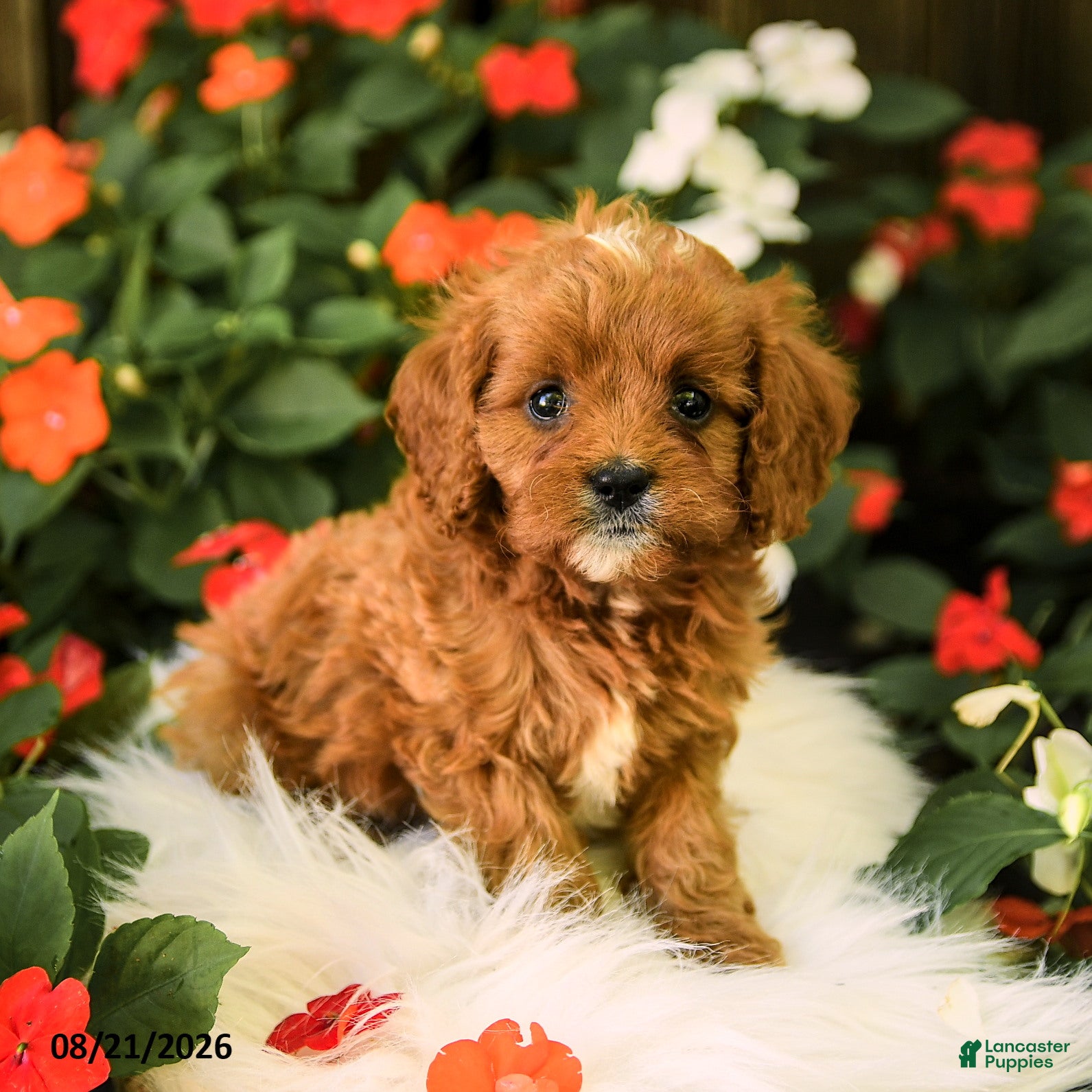 Cavapoo dogs Bingo - Ad 1