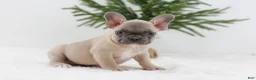 French Bulldog dogs for sale: Kate - Ad 1