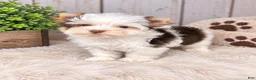 Yorkshire Terrier dogs for sale: Jack - Ad 3