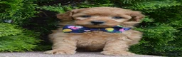 Mini Goldendoodle dogs for sale: Mini Greta - Ad 12