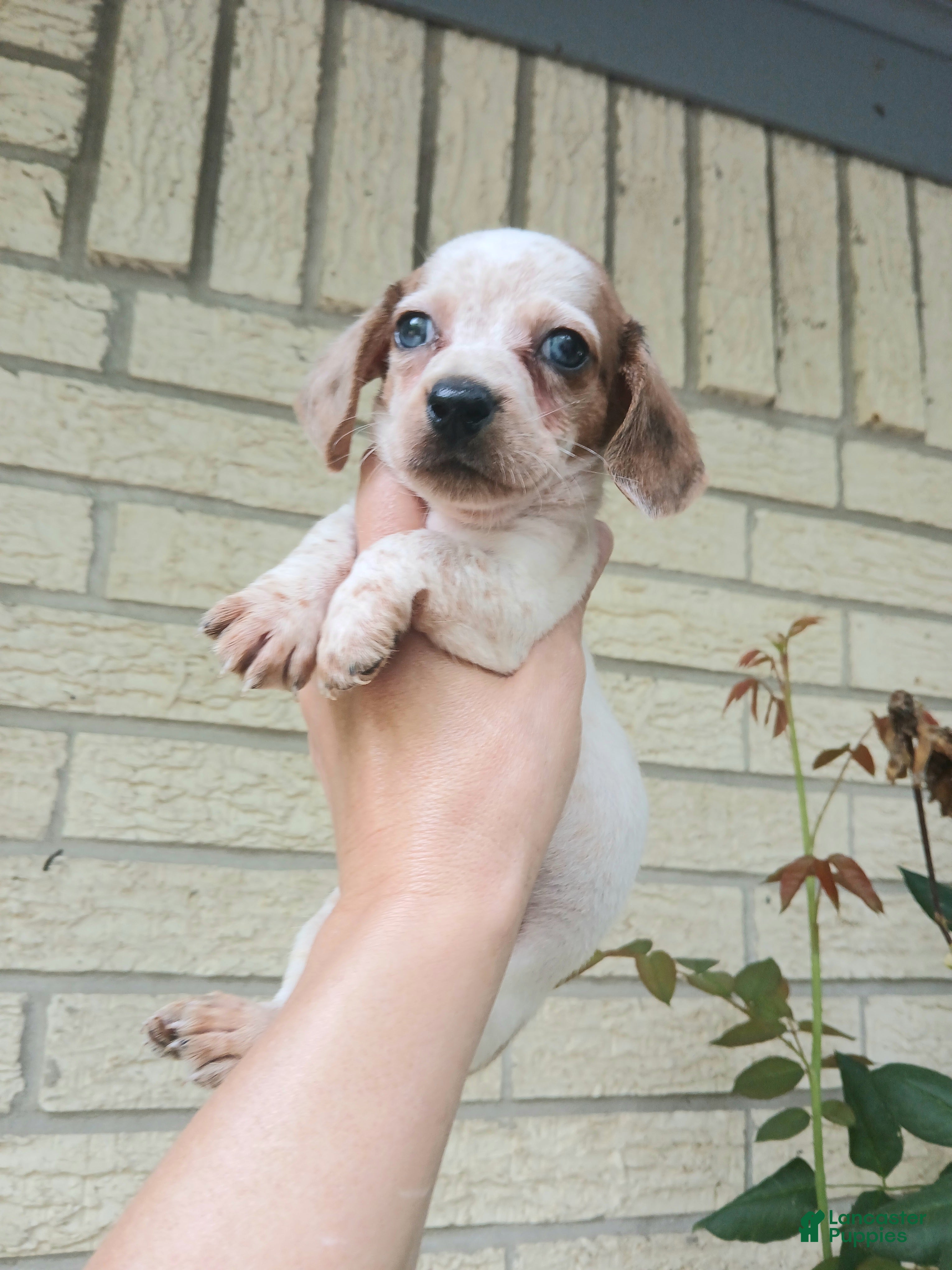 Dachshund dogs Sugar pies blue eyed white boy. Hand delivery  - Ad 3